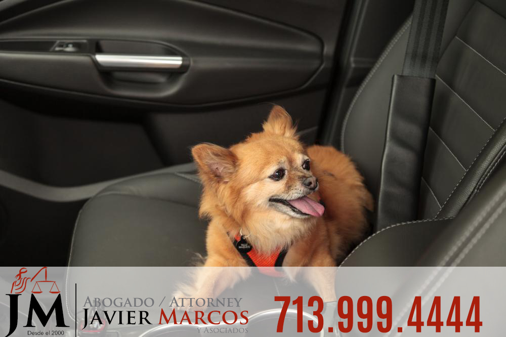 Accident with your pet | Attorney Javier Marcos